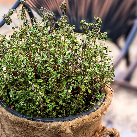 Сasa de vacaciones Thimari Gardens *