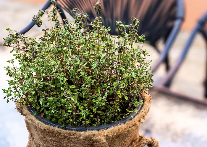 別荘 Thimari Gardens *